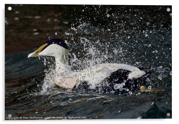 "Coastal Symphony: The Exquisite Common Eider Duck Acrylic by Tom McPherson