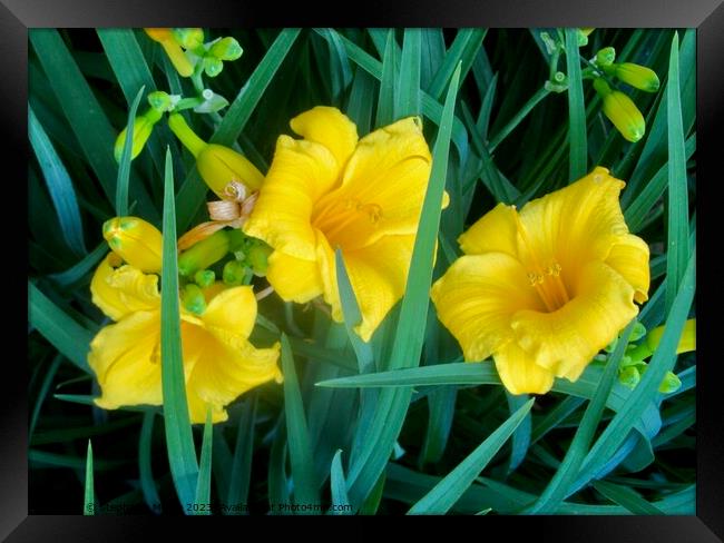 Yellow lilies Framed Print by Stephanie Moore