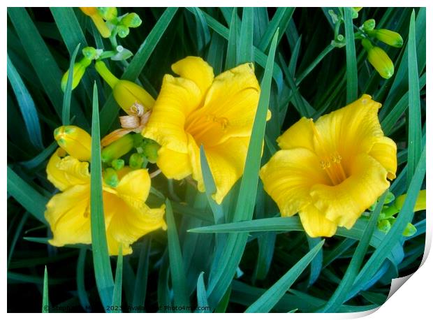 Yellow lilies Print by Stephanie Moore