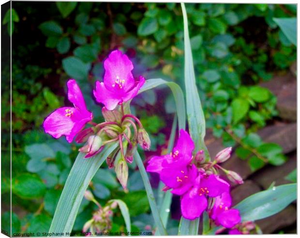 Pink Flowers Canvas Print by Stephanie Moore