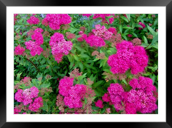 Bright pink flowers Framed Mounted Print by Stephanie Moore