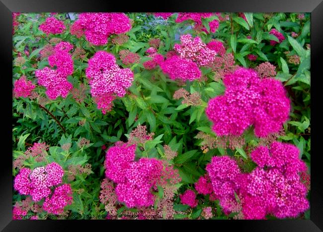 Bright pink flowers Framed Print by Stephanie Moore