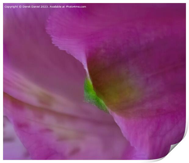 Enchanting Symphony of Violet Floral Elegance Print by Derek Daniel