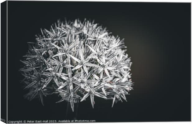 Allium, Black and White  Canvas Print by Peter East-Hall