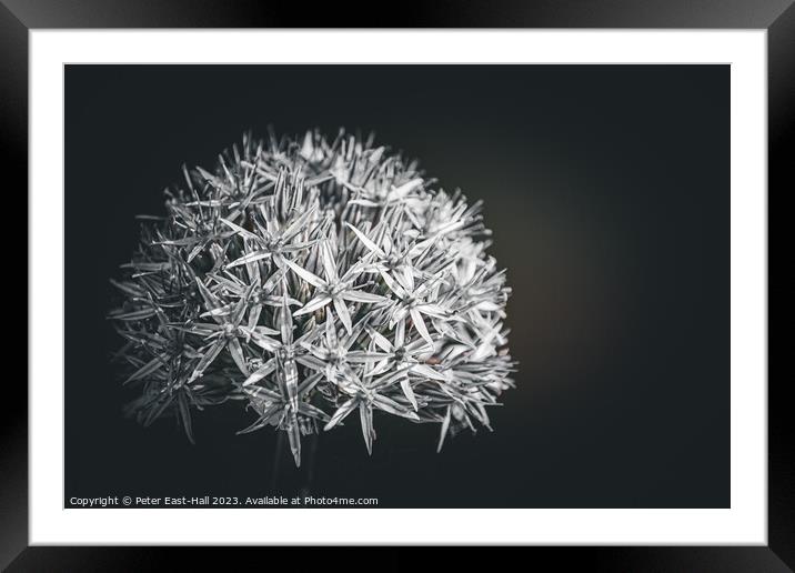 Allium, Black and White  Framed Mounted Print by Peter East-Hall