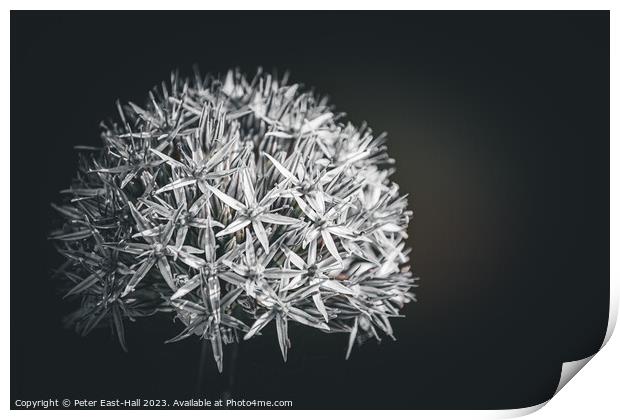 Allium, Black and White  Print by Peter East-Hall