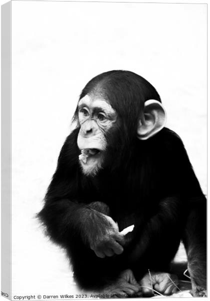 A Young Chimpanzee - Black And White   Canvas Print by Darren Wilkes