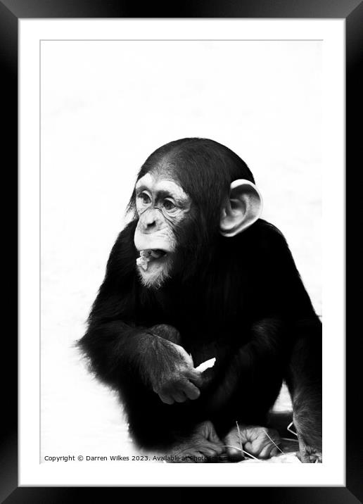 A Young Chimpanzee - Black And White   Framed Mounted Print by Darren Wilkes