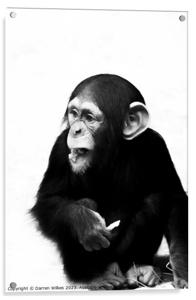 A Young Chimpanzee - Black And White   Acrylic by Darren Wilkes