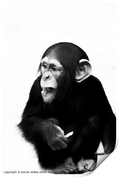 A Young Chimpanzee - Black And White   Print by Darren Wilkes