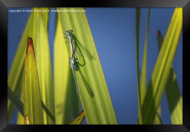 Damselflies getting ready to mate Framed Print by Kevin White
