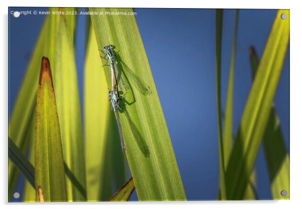 Damselflies getting ready to mate Acrylic by Kevin White