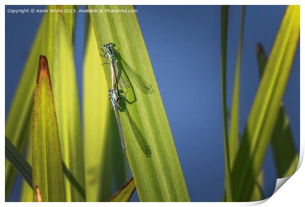Damselflies getting ready to mate Print by Kevin White