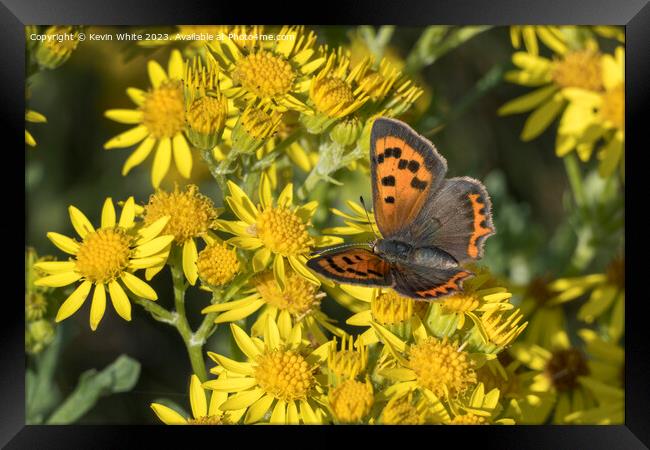 Small copper butterfly Framed Print by Kevin White