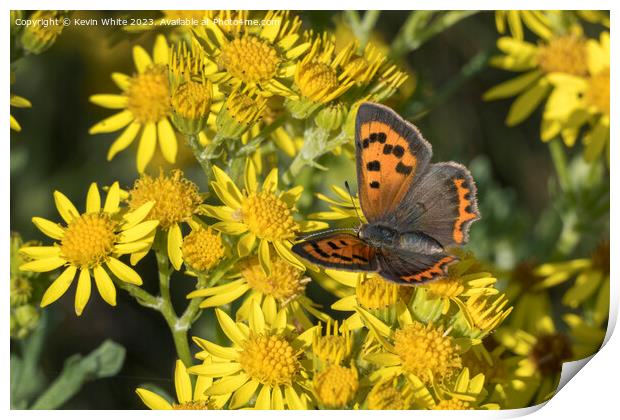 Small copper butterfly Print by Kevin White