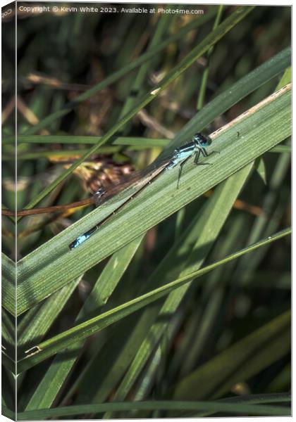 Damselfly waiting patiently for a mate Canvas Print by Kevin White