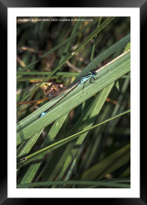 Damselfly waiting patiently for a mate Framed Mounted Print by Kevin White