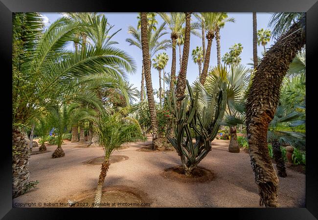Desert plants in Jardin Marjorelle, Marrakech. Framed Print by Robert Murray