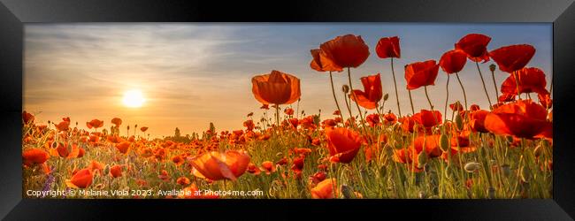 Poppies in the sunset | Panoramic Framed Print by Melanie Viola