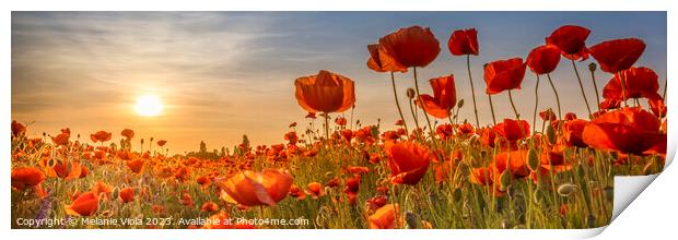Poppies in the sunset | Panoramic Print by Melanie Viola
