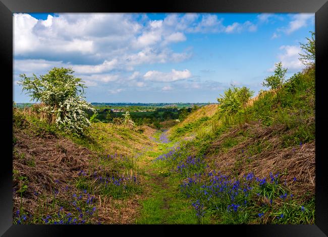 Bluebells by the path on Old Oswestry hill fort in Framed Print by Steve Heap