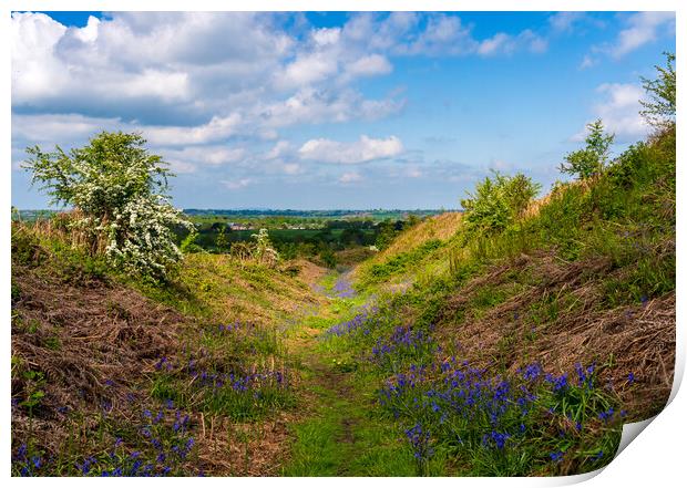 Bluebells by the path on Old Oswestry hill fort in Print by Steve Heap