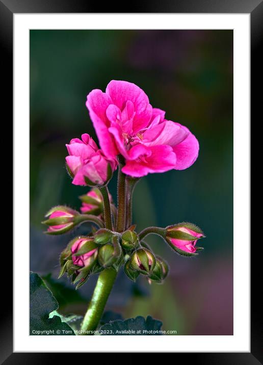 Ethereal Beauty: Captivating Apple Blossom Delight Framed Mounted Print by Tom McPherson