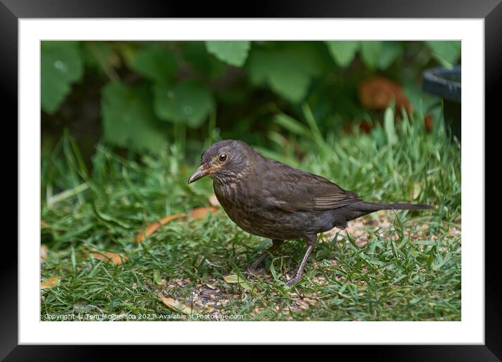 Graceful Female Blackbird Captivated in Verdant Su Framed Mounted Print by Tom McPherson