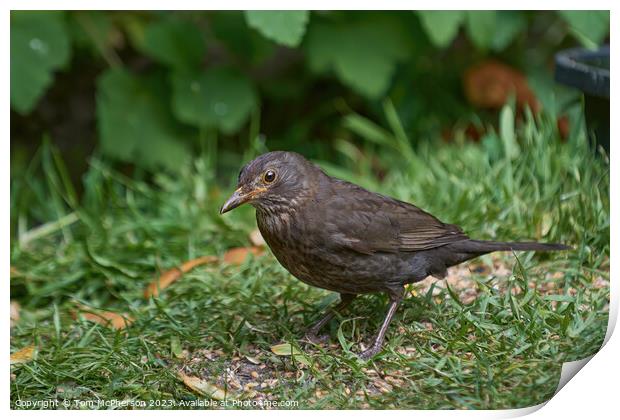 Graceful Female Blackbird Captivated in Verdant Su Print by Tom McPherson