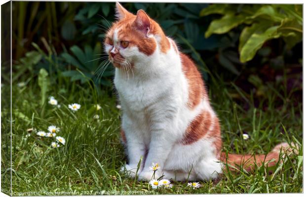 "Daisies Delight: A Ginger Cat's Serene Pose" Canvas Print by Tom McPherson