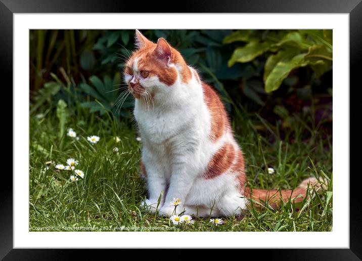 "Daisies Delight: A Ginger Cat's Serene Pose" Framed Mounted Print by Tom McPherson