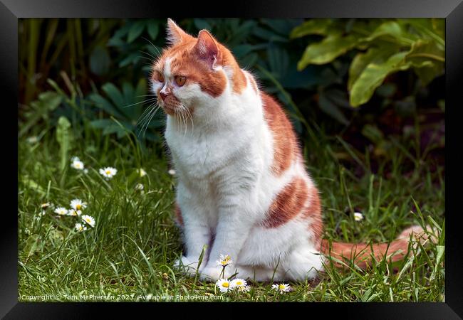 "Daisies Delight: A Ginger Cat's Serene Pose" Framed Print by Tom McPherson