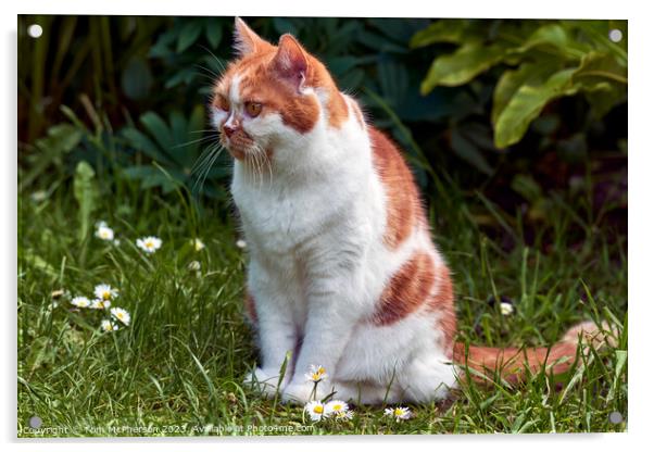 "Daisies Delight: A Ginger Cat's Serene Pose" Acrylic by Tom McPherson