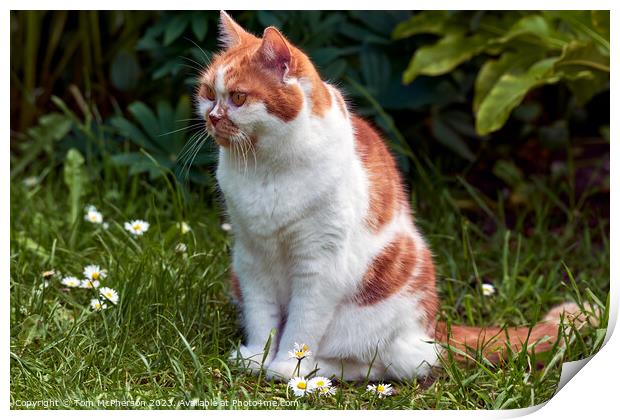 "Daisies Delight: A Ginger Cat's Serene Pose" Print by Tom McPherson