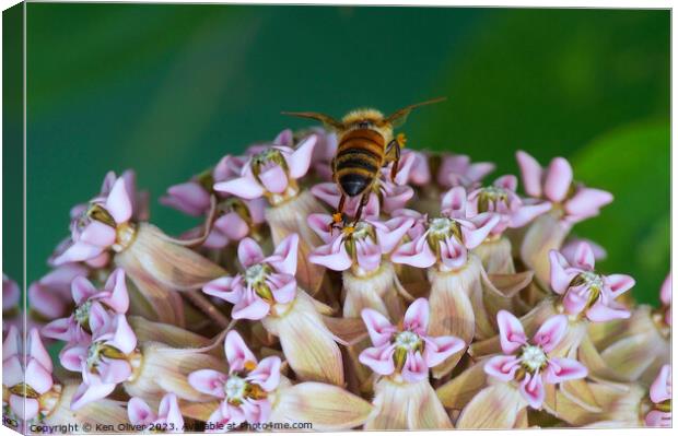 "Nature's Ballet: Graceful Bee Amidst Asclepias In Canvas Print by Ken Oliver
