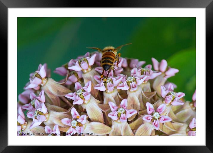 "Nature's Ballet: Graceful Bee Amidst Asclepias In Framed Mounted Print by Ken Oliver