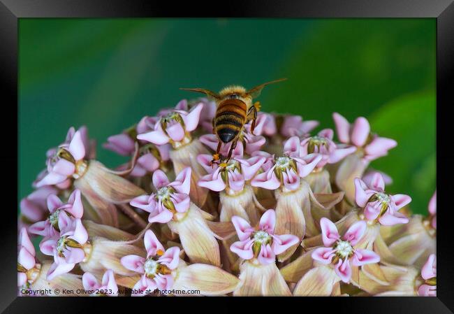 "Nature's Ballet: Graceful Bee Amidst Asclepias In Framed Print by Ken Oliver