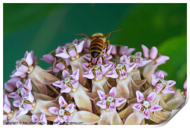 "Nature's Ballet: Graceful Bee Amidst Asclepias In Print by Ken Oliver