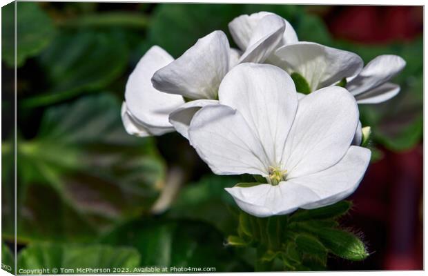 The Enchanting Dance of Geraniums Canvas Print by Tom McPherson