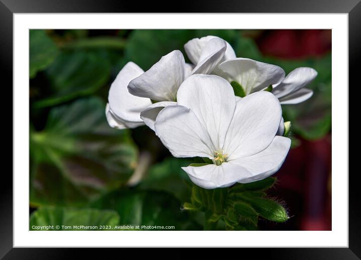 The Enchanting Dance of Geraniums Framed Mounted Print by Tom McPherson