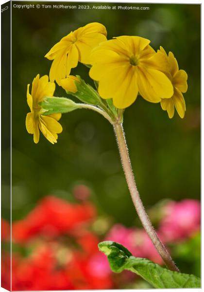 "Radiant Beauty: A Vibrant Yellow Wallflower" Canvas Print by Tom McPherson