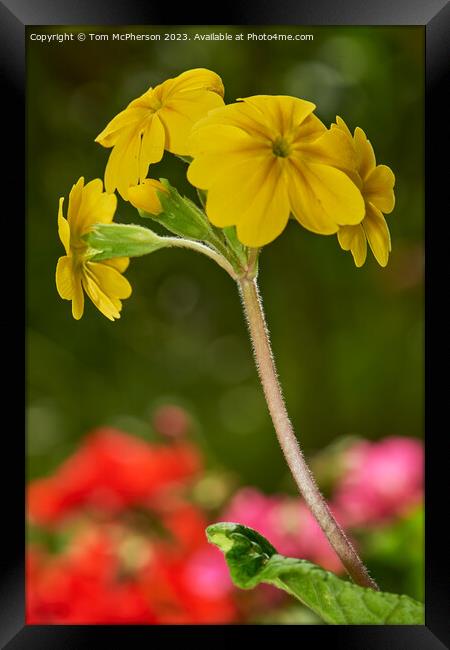 "Radiant Beauty: A Vibrant Yellow Wallflower" Framed Print by Tom McPherson