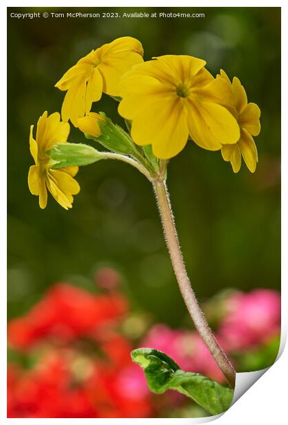 "Radiant Beauty: A Vibrant Yellow Wallflower" Print by Tom McPherson