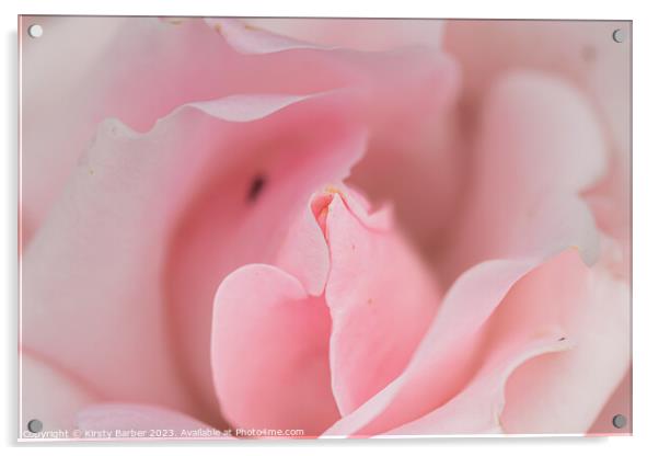 Macro Rose Acrylic by Kirsty Barber