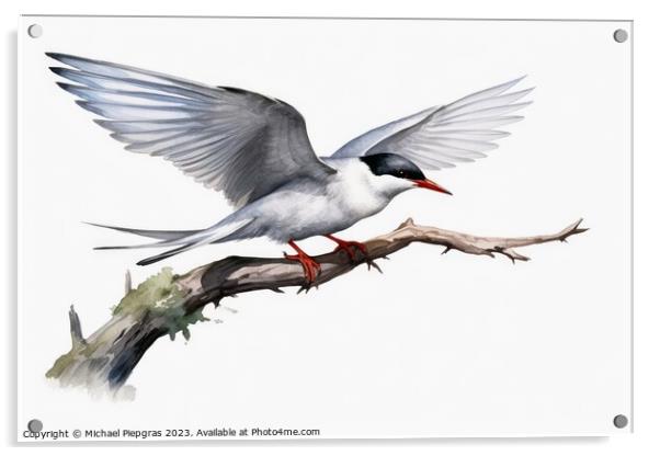 Watercolor painted common tern on a white background. Acrylic by Michael Piepgras