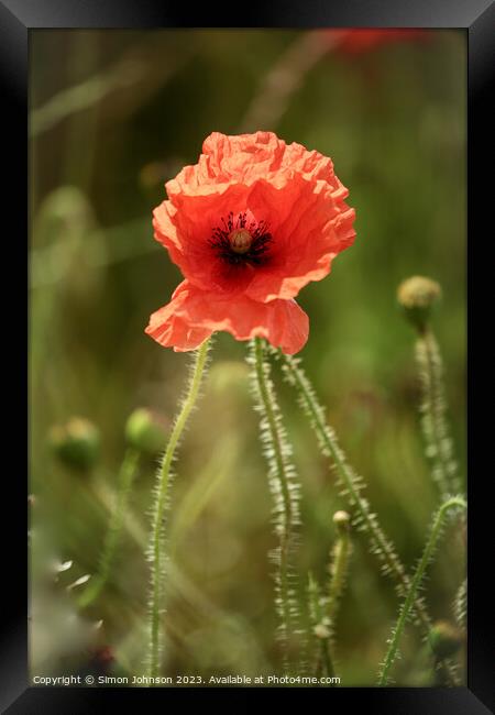 Plant flower Framed Print by Simon Johnson