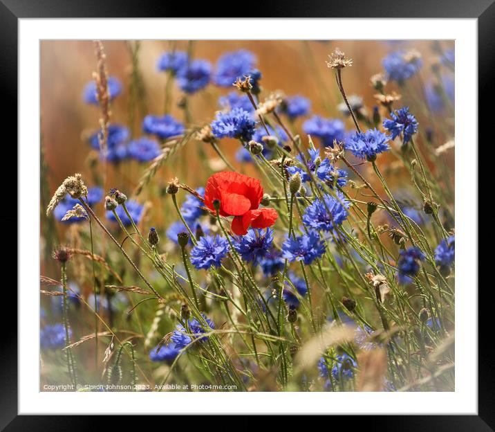 Plant flower Framed Mounted Print by Simon Johnson