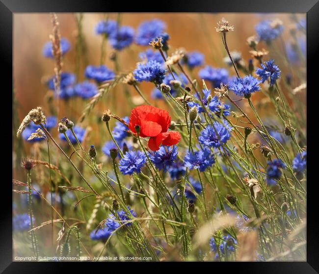 Plant flower Framed Print by Simon Johnson