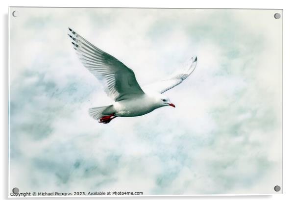 Watercolor painted silver gull on a white background. Acrylic by Michael Piepgras