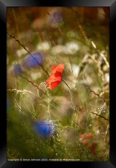 Plant flower Framed Print by Simon Johnson